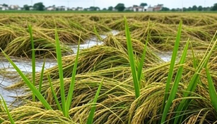 Telangana crop damage