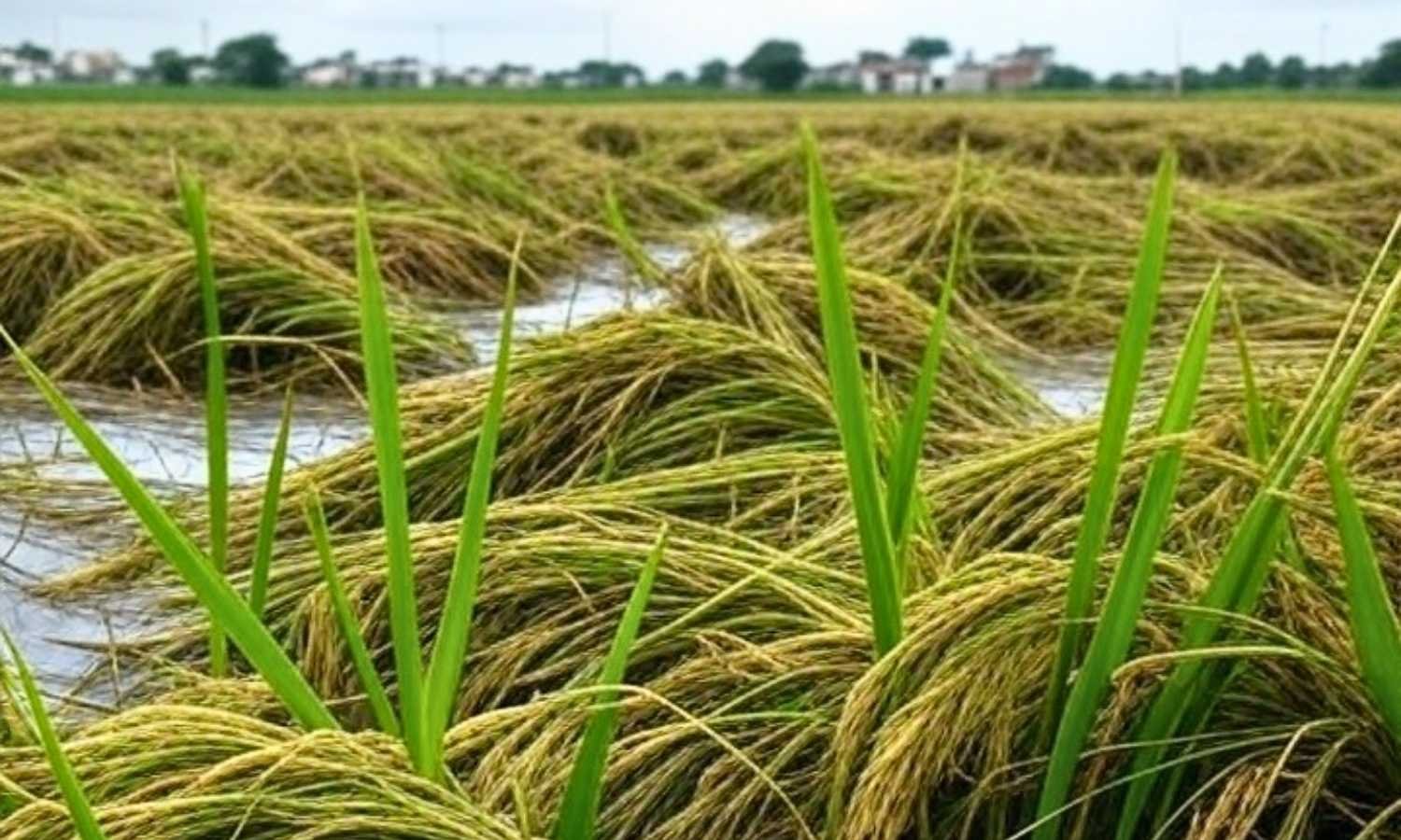 Telangana crop damage