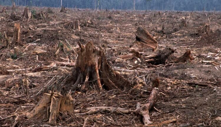 unauthorised tree cutting