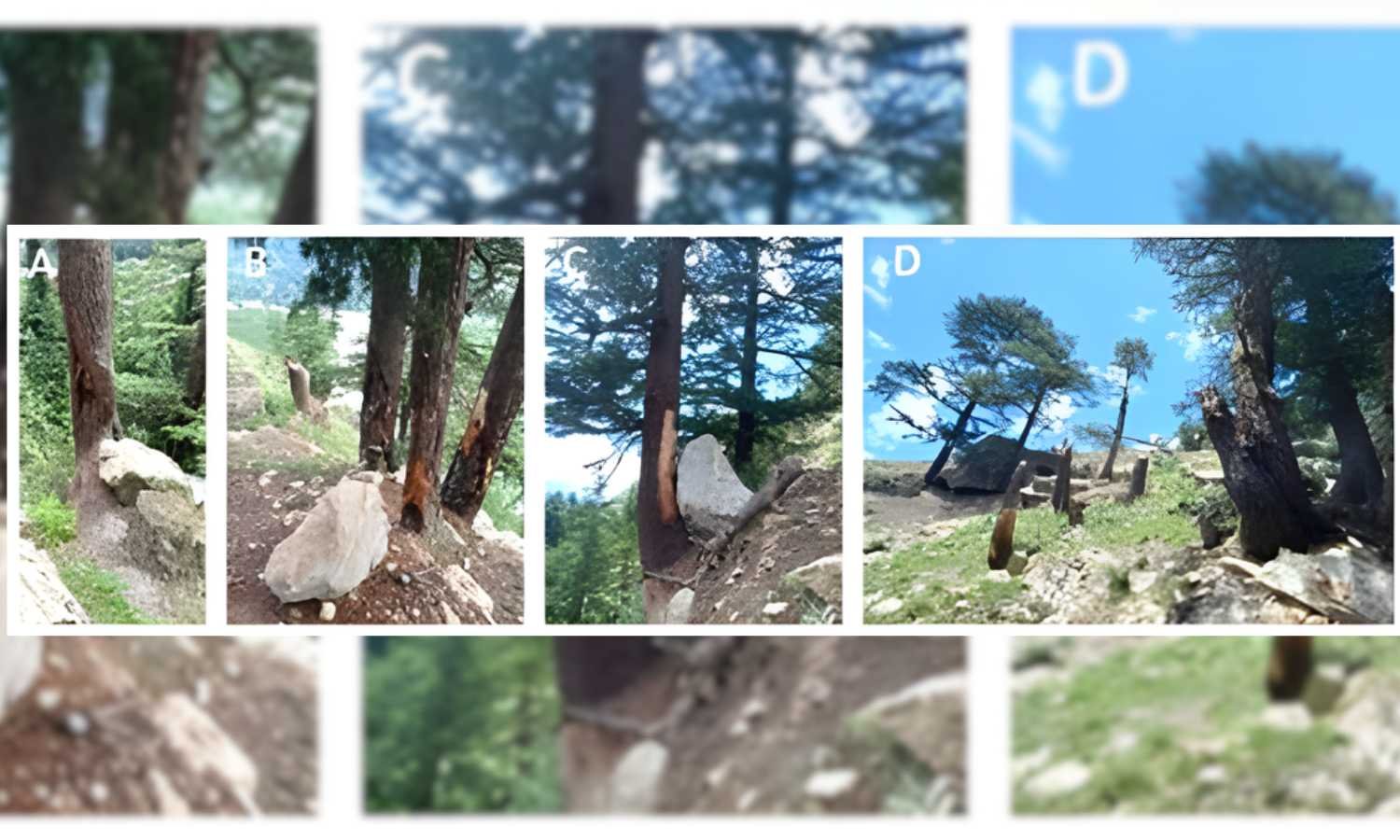 Deodhar trees offer insights into Himalayan climate risks