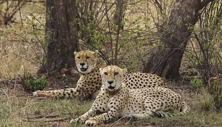 Botswana cheetahs arrive at Kuno