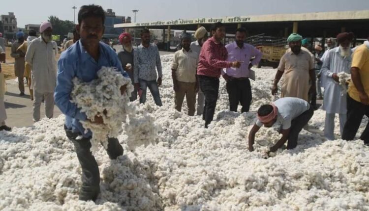 MSP funding cotton approved by Cabinet
