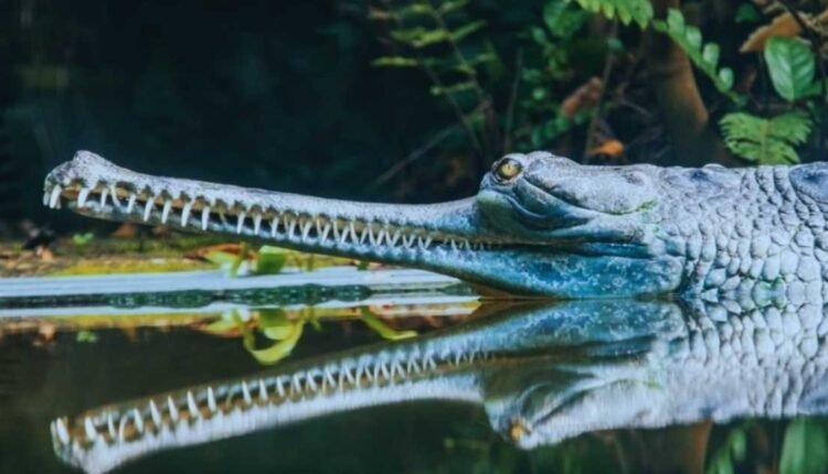 Reptile smuggling kingpin arrested by MP STSF in Kanpur