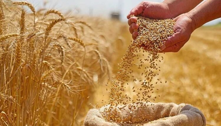 Wheat production stays stable despite weather