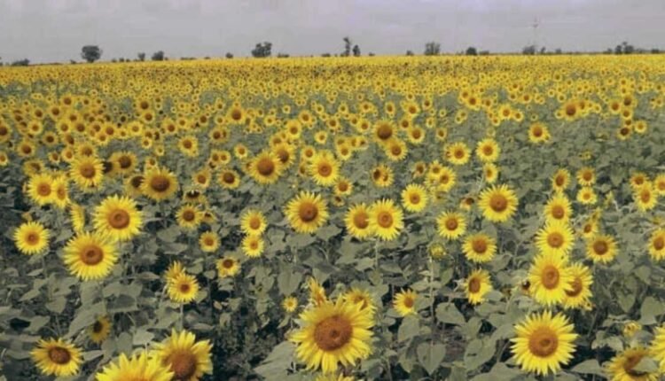 MSP support approved for farmers