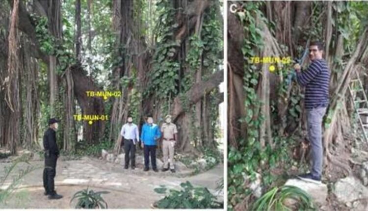Bihar banyan tree dated at around 700 years
