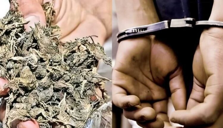 Ibrahimpatnam ganja seizure leads to one arrest