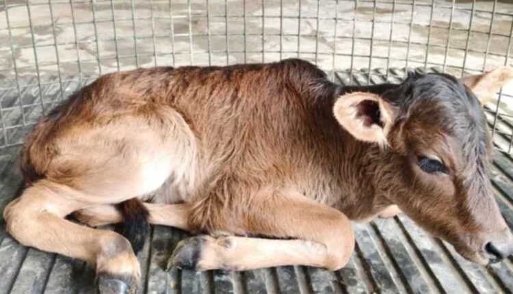 Badri calf birth advances cattle conservation