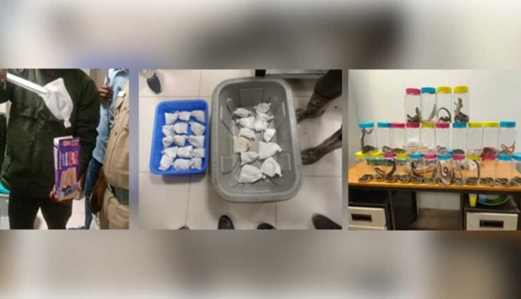 Wildlife smuggling: DRI recovers 45 live reptiles at Trichy